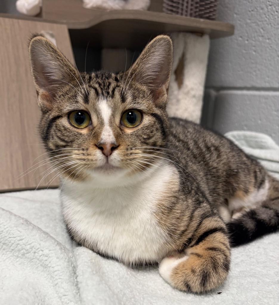 Enlarge Souffle, a Adoptable mixed breed in Huntington, IN image 2/3