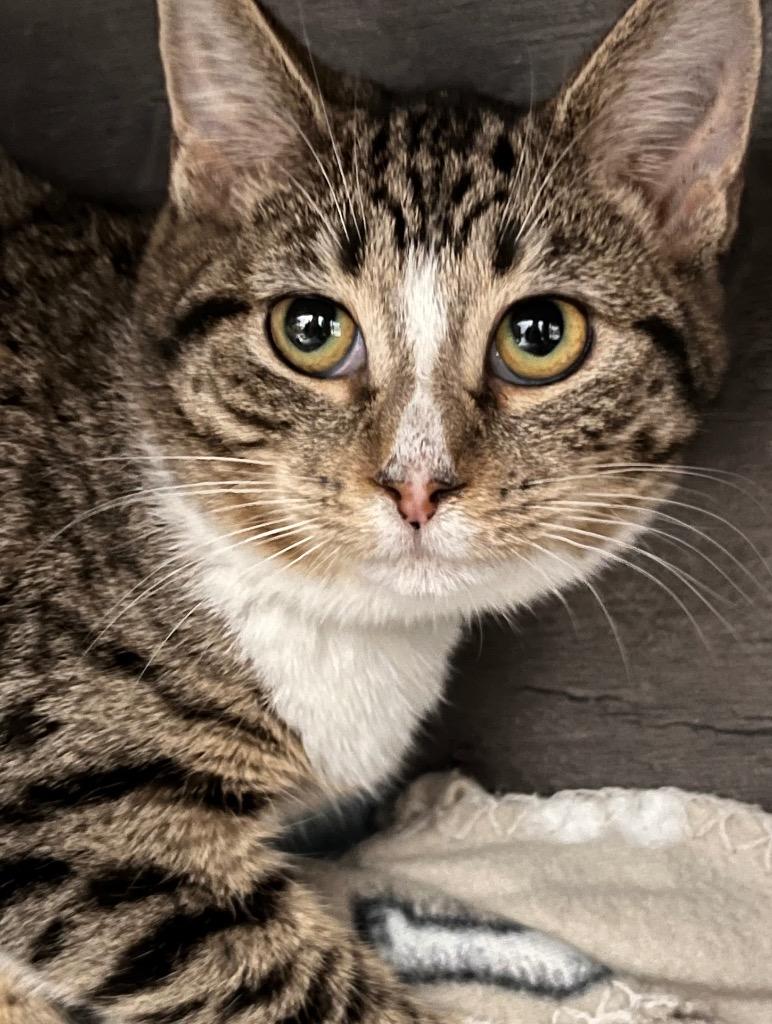 Enlarge Souffle, a Adoptable mixed breed in Huntington, IN image 3/3