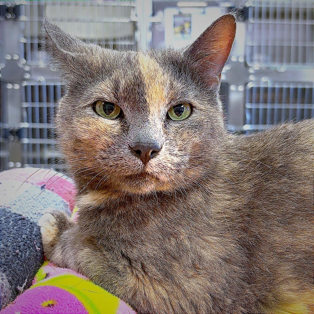 Enlarge Priscilla Carrington, a Adoptable Domestic Short Hair in Hannibal, MO image 1/3