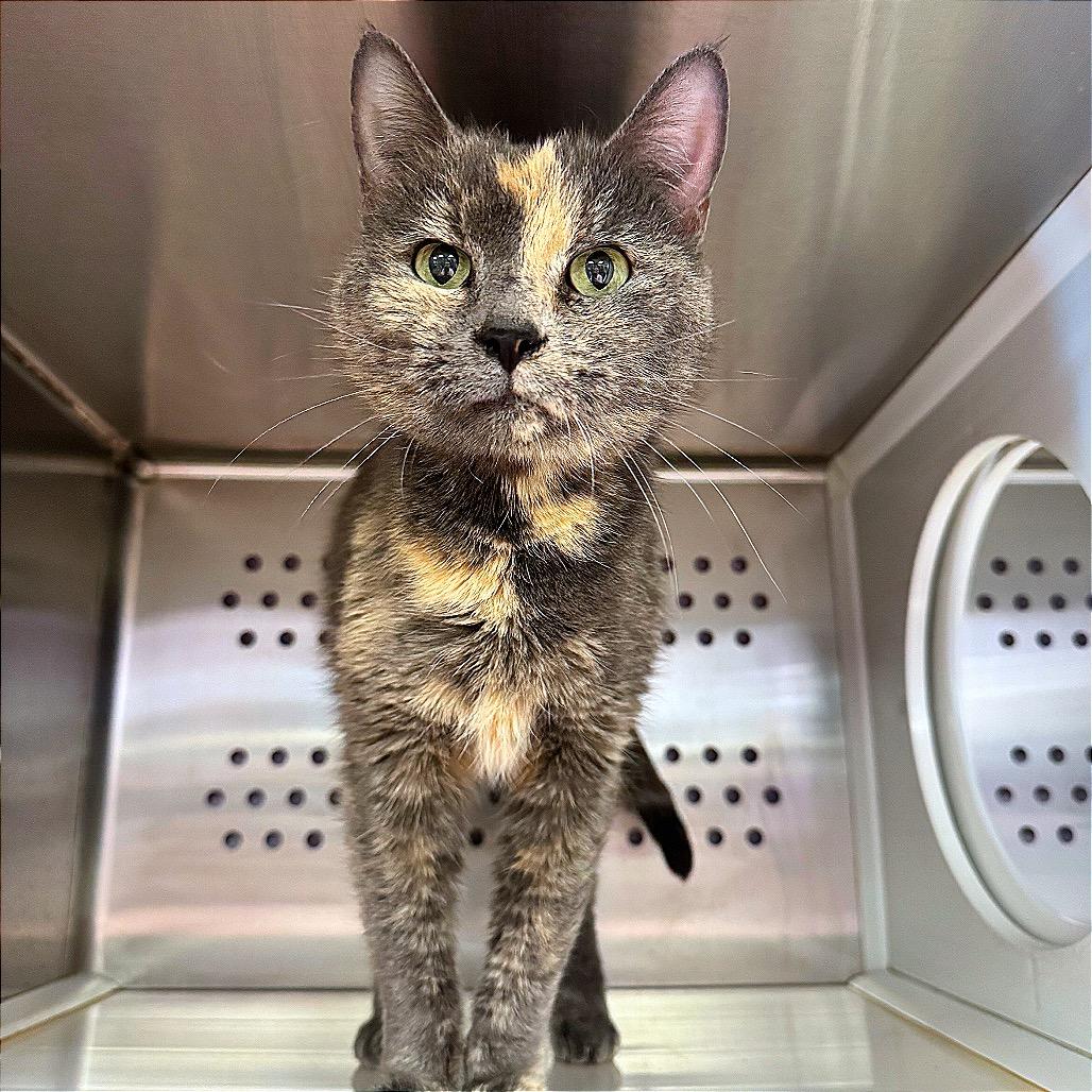 Priscilla Carrington, a Adoptable Domestic Short Hair in Hannibal, MO image 1/2