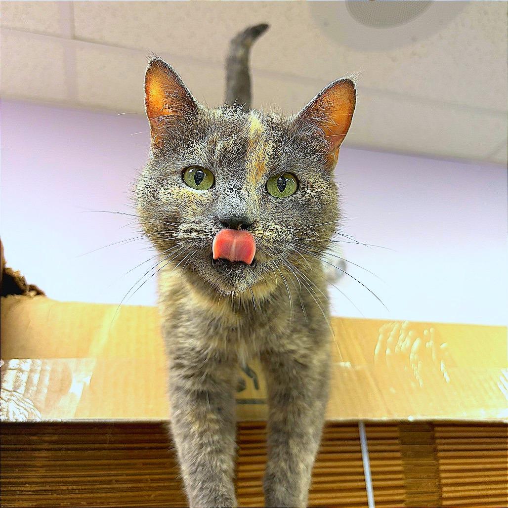 Priscilla Carrington, a Adoptable Domestic Short Hair in Hannibal, MO image 2/2