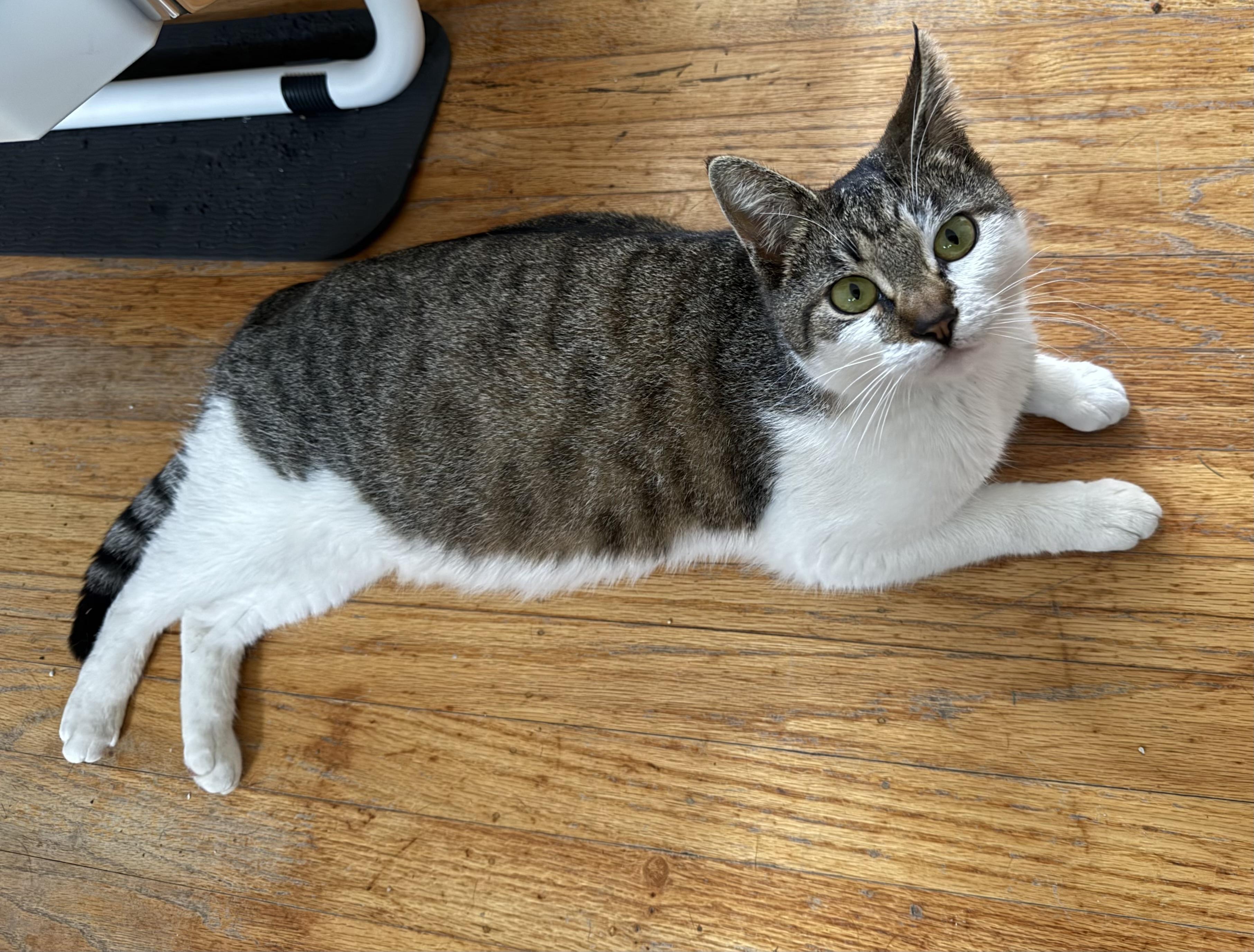 Miska, Adoptable, Adult Female Domestic Short Hair.
