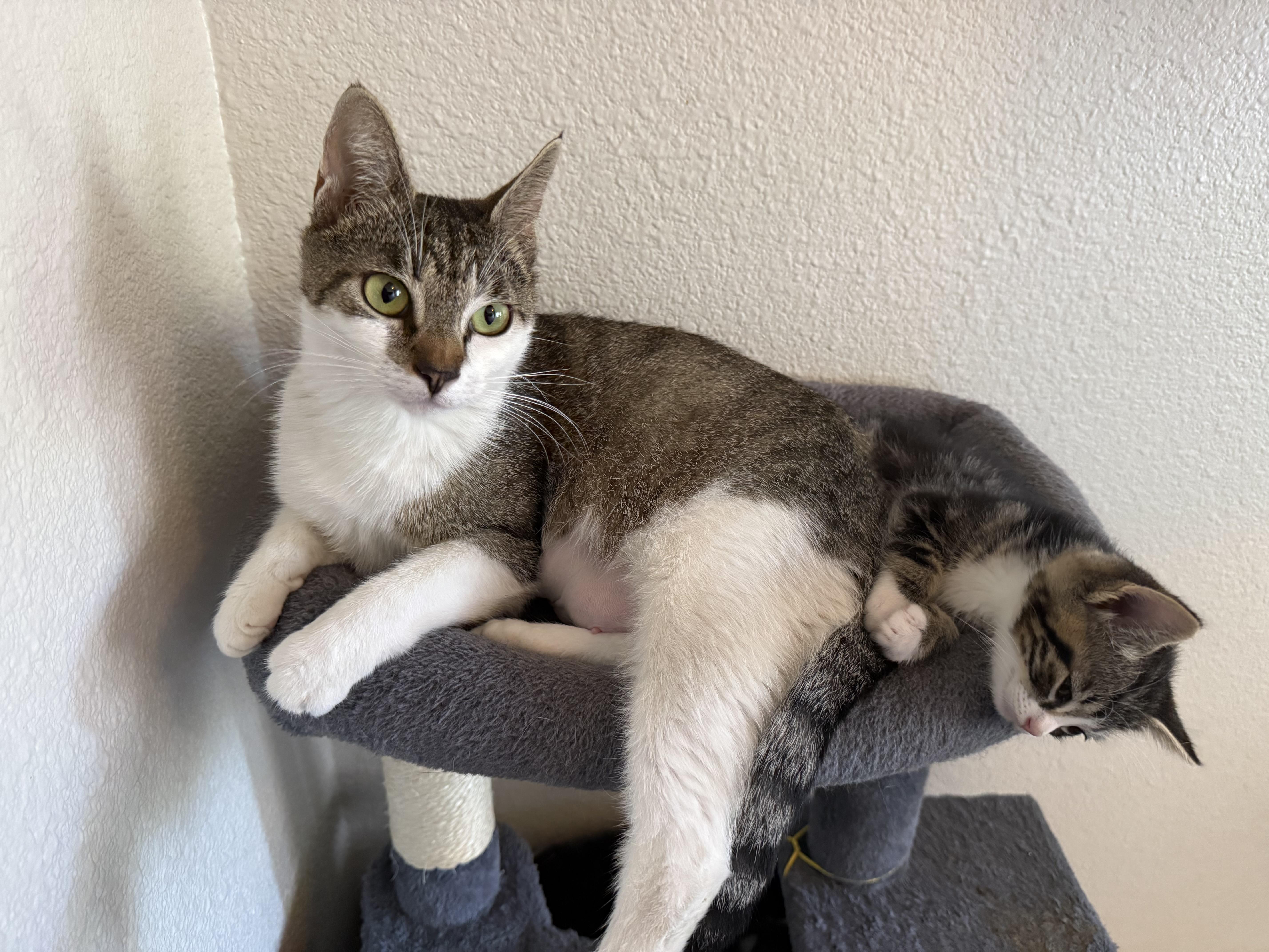 Miska, a Adoptable mixed breed in Dixon, CA image 4/4