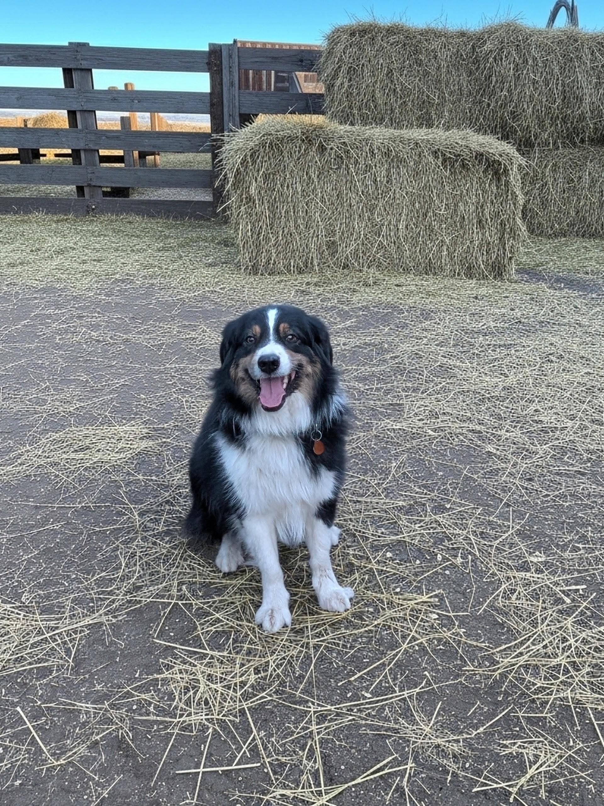 Enlarge Teddy, a ADOPTABLE Australian Shepherd in COEUR D ALENE, ID image 3/6