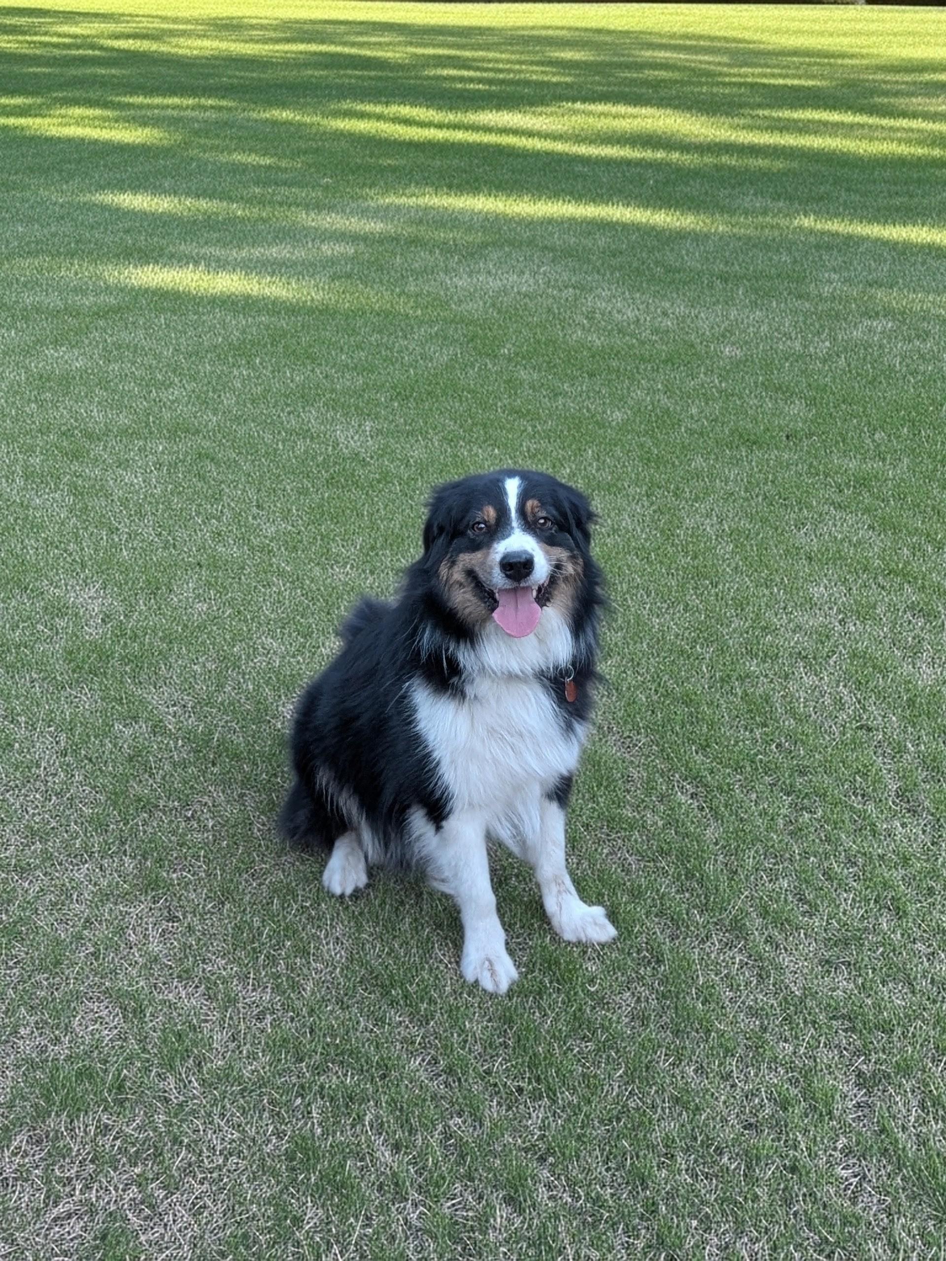 Enlarge Teddy, a ADOPTABLE Australian Shepherd in COEUR D ALENE, ID image 2/6
