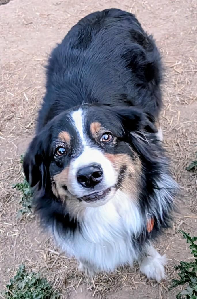 Enlarge Teddy, a ADOPTABLE Australian Shepherd in COEUR D ALENE, ID image 5/6