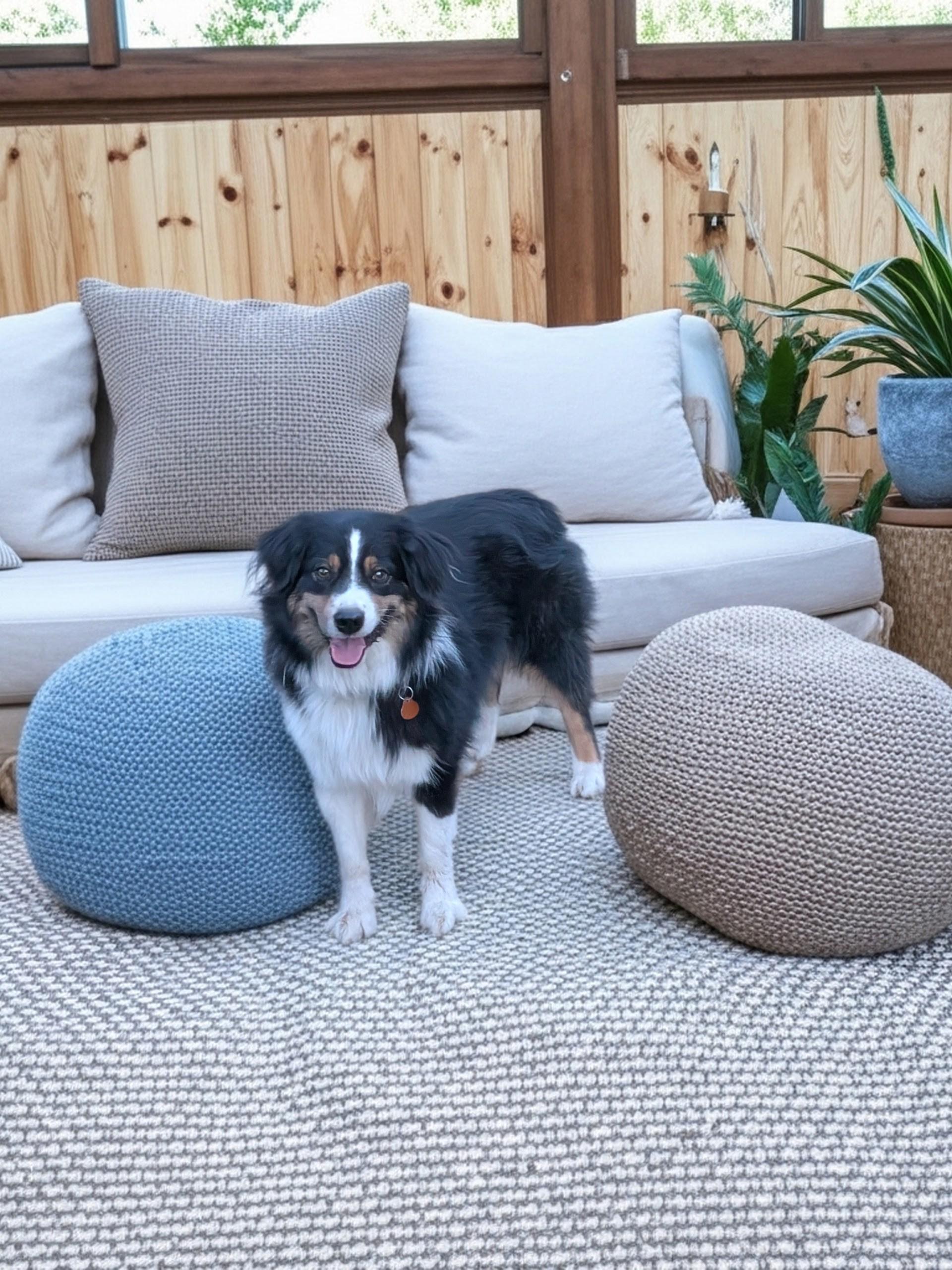 Teddy, ADOPTABLE, Adult Male Australian Shepherd.