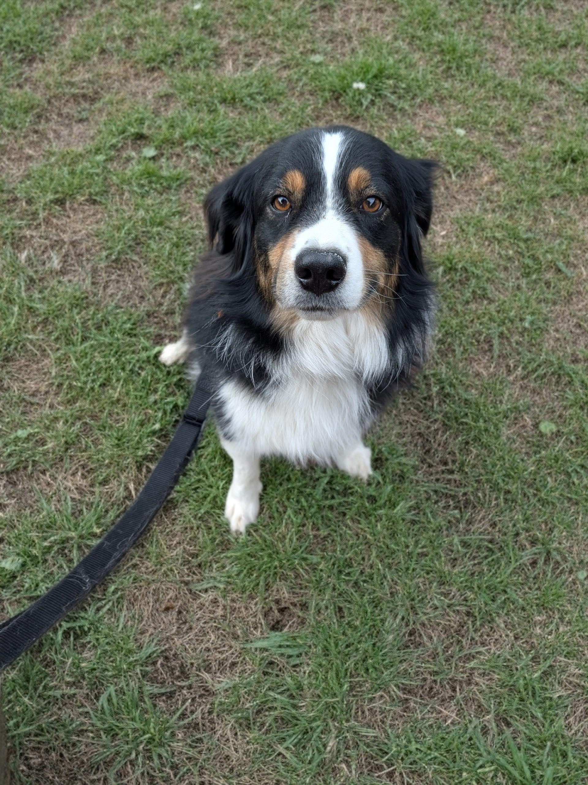 Enlarge Teddy, a ADOPTABLE Australian Shepherd in COEUR D ALENE, ID image 6/6