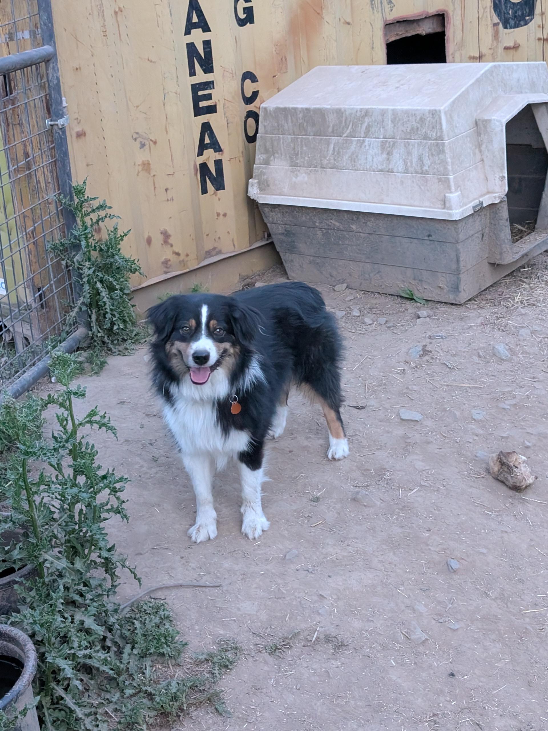 Enlarge Teddy, a ADOPTABLE Australian Shepherd in COEUR D ALENE, ID image 4/6
