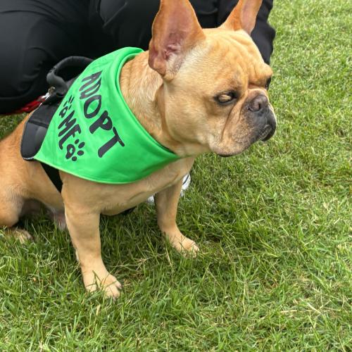 Dev, Adoptable, Puppy Male French Bulldog.