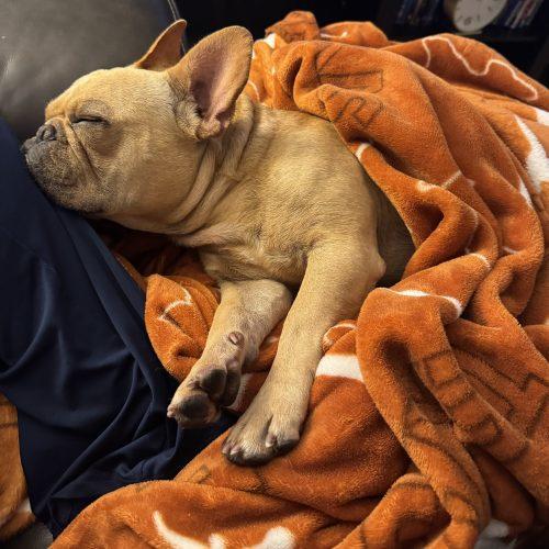 Enlarge Dev, a Adoptable French Bulldog in Austin, TX image 3/5