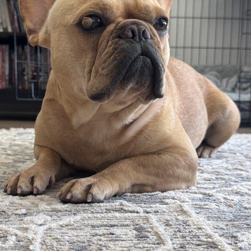 Enlarge Dev, a Adoptable French Bulldog in Austin, TX image 4/5