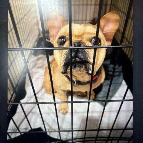 Enlarge Dev, a Adoptable French Bulldog in Austin, TX image 5/5