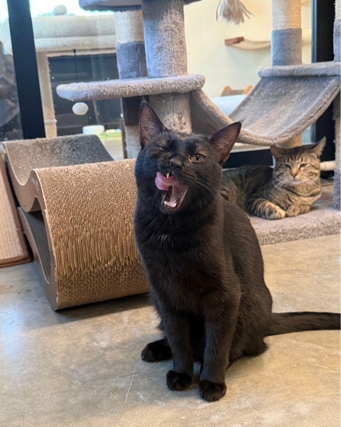 Taylor, ADOPTABLE, Young Female Domestic Short Hair.