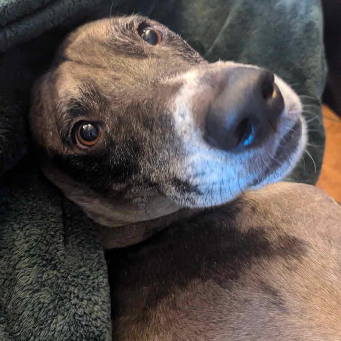 Enlarge Havasu, a Adopted mixed breed in Mesa, AZ image 2/5