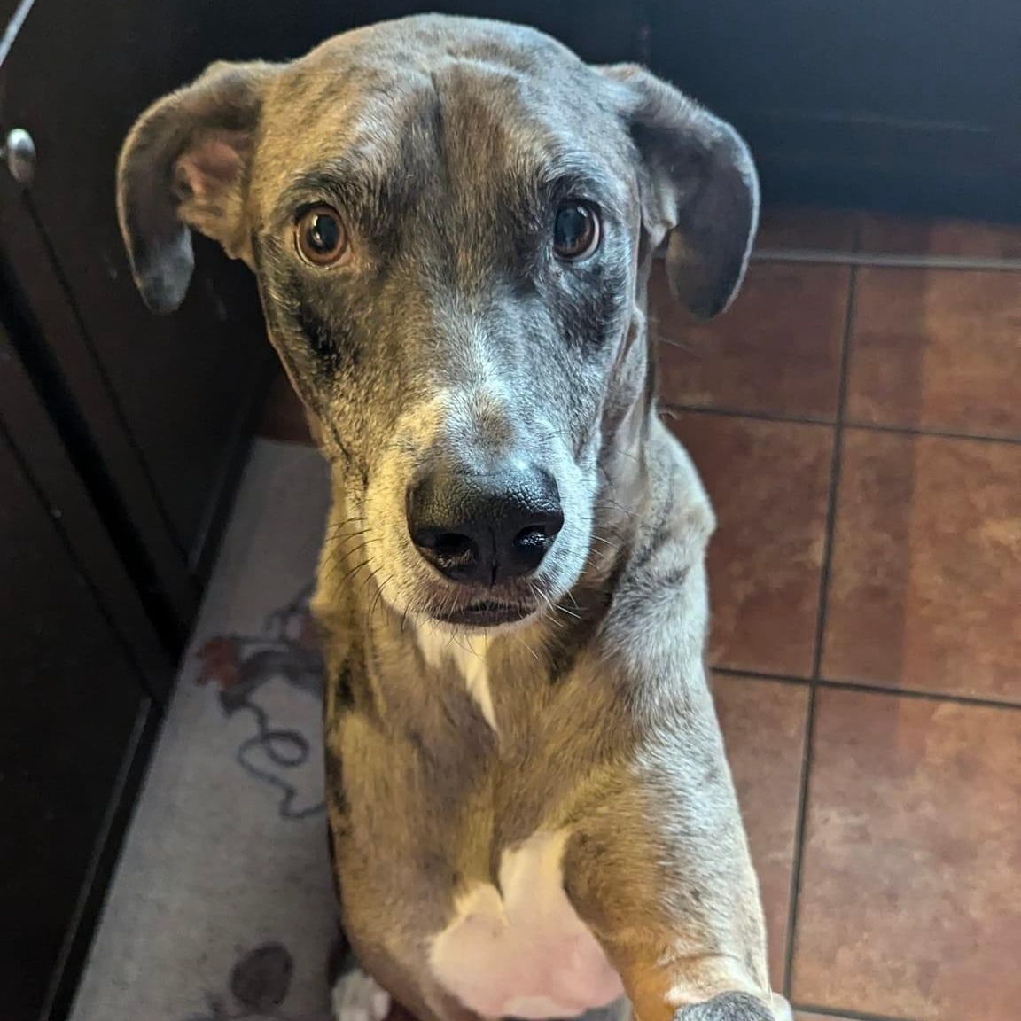 Havasu, Adopted, Adult Male Great Dane & Catahoula Leopard Dog.
