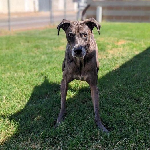 Enlarge Havasu, a Adopted mixed breed in Mesa, AZ image 3/5