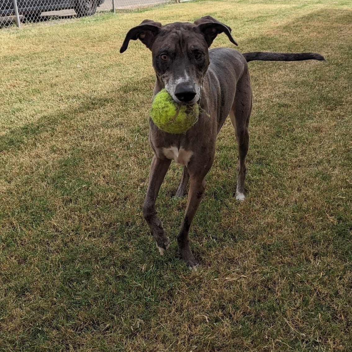 Enlarge Havasu, a Adopted mixed breed in Mesa, AZ image 4/5