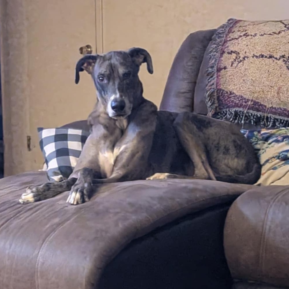 Enlarge Havasu, a Adopted mixed breed in Mesa, AZ image 5/5