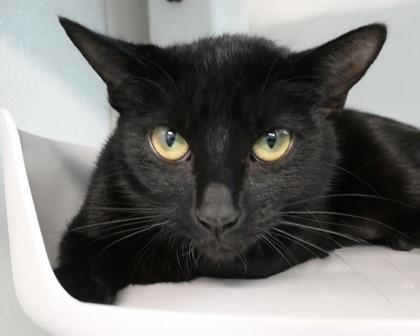 Marisol, Adoptable, Adult Female Domestic Short Hair.