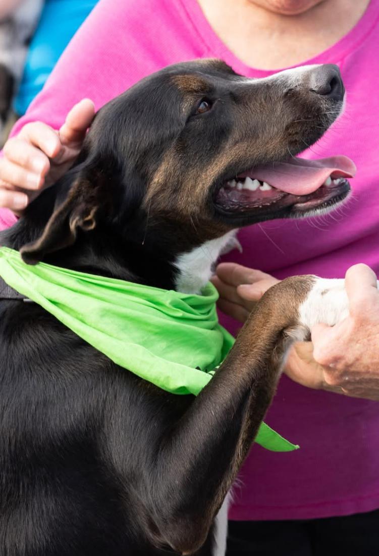 Enlarge Tucker, a Adoptable mixed breed in Warwick, RI image 2/6