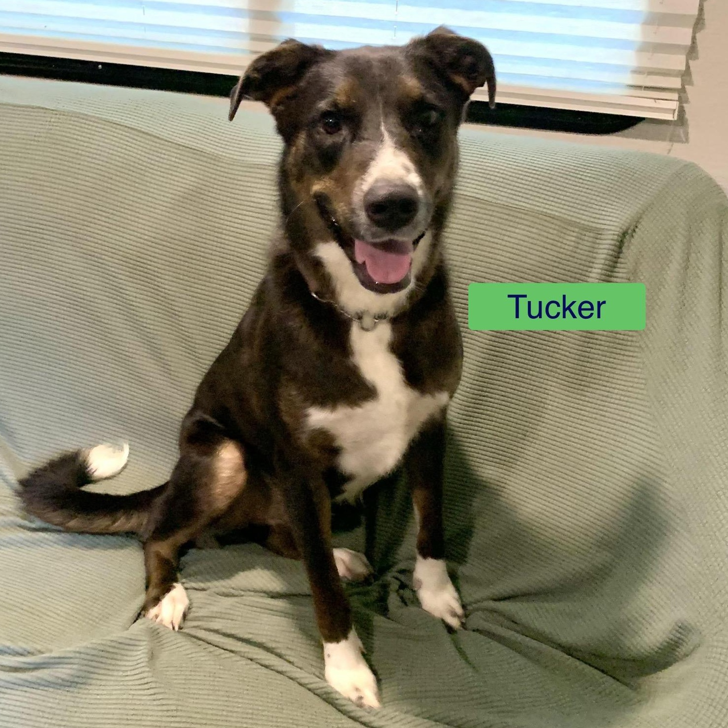 Enlarge Tucker, a Adoptable mixed breed in Warwick, RI image 3/6