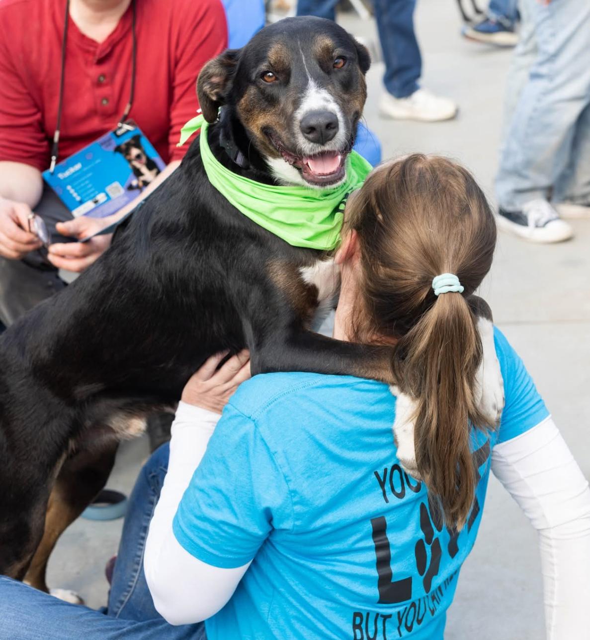 Enlarge Tucker, a Adoptable mixed breed in Warwick, RI image 1/6