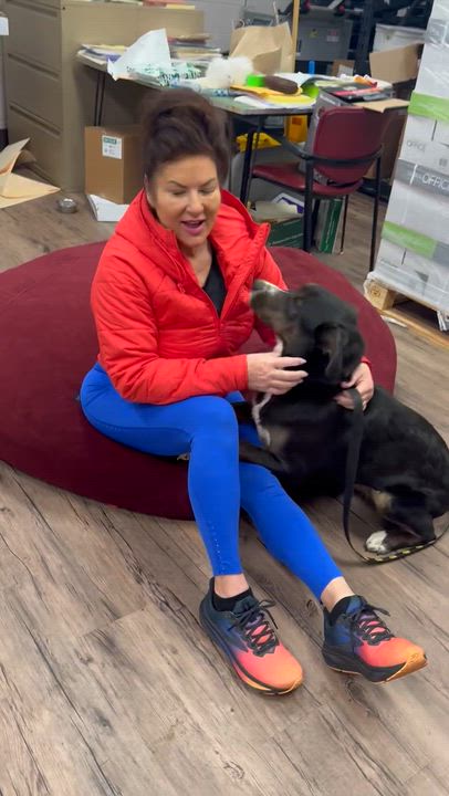 Enlarge Tucker, a Adoptable mixed breed in Warwick, RI video 6/6