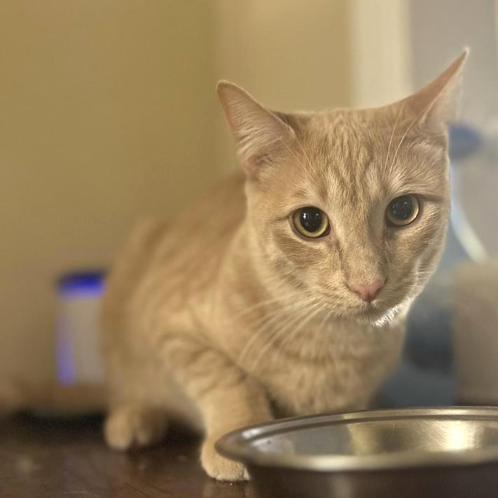 Bowser, Adoptable, Adult Male Domestic Short Hair.