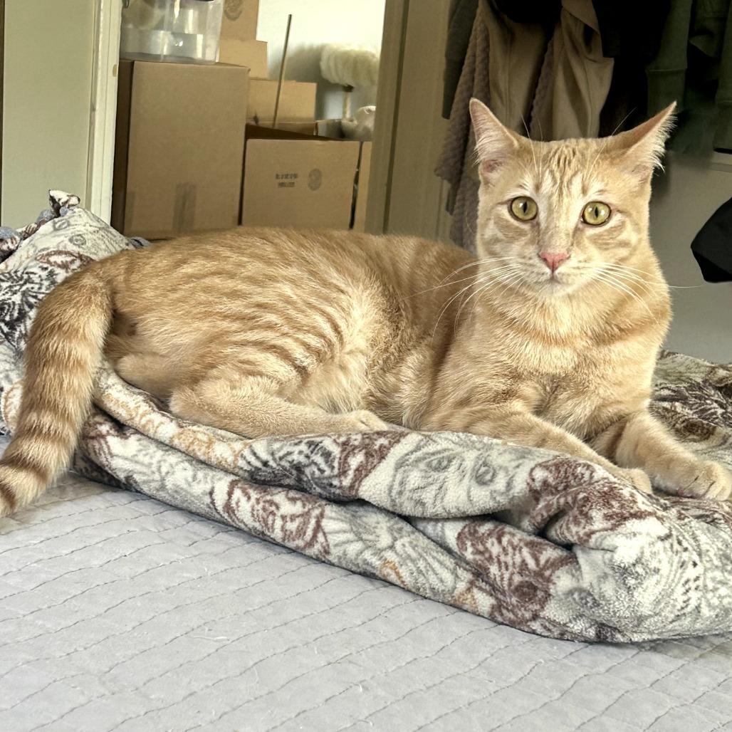 Enlarge Bowser, a Adoptable Domestic Short Hair in Long Beach, CA image 2/5