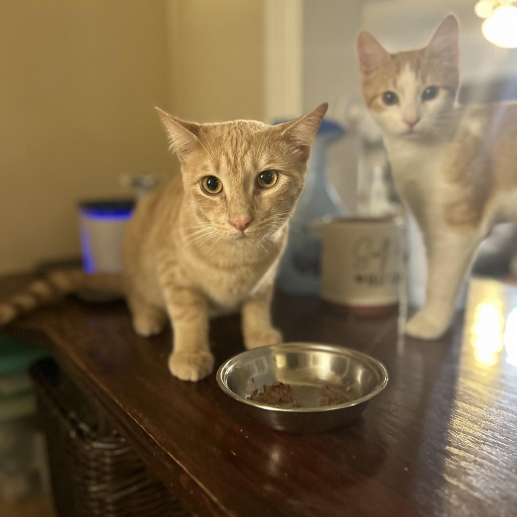 Enlarge Bowser, a Adoptable Domestic Short Hair in Long Beach, CA image 2/3