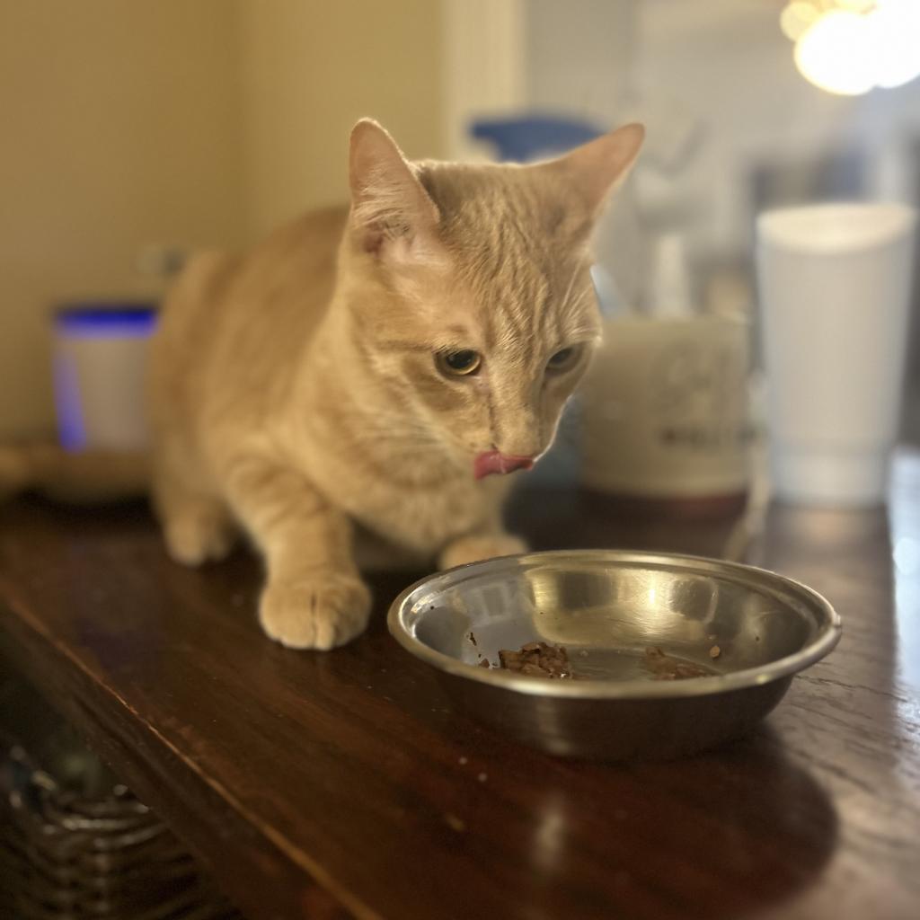 Enlarge Bowser, a Adoptable Domestic Short Hair in Long Beach, CA image 3/3