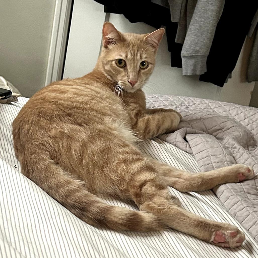 Enlarge Bowser, a Adoptable Domestic Short Hair in Long Beach, CA image 5/5