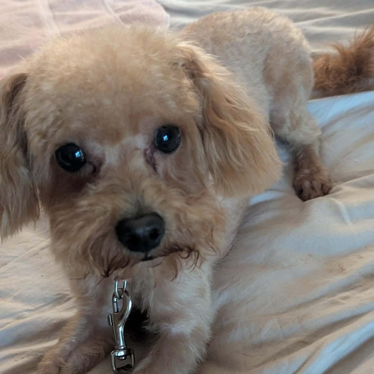 2157 Charlie, an adopted Poodle in Springfield, MO image 4/4