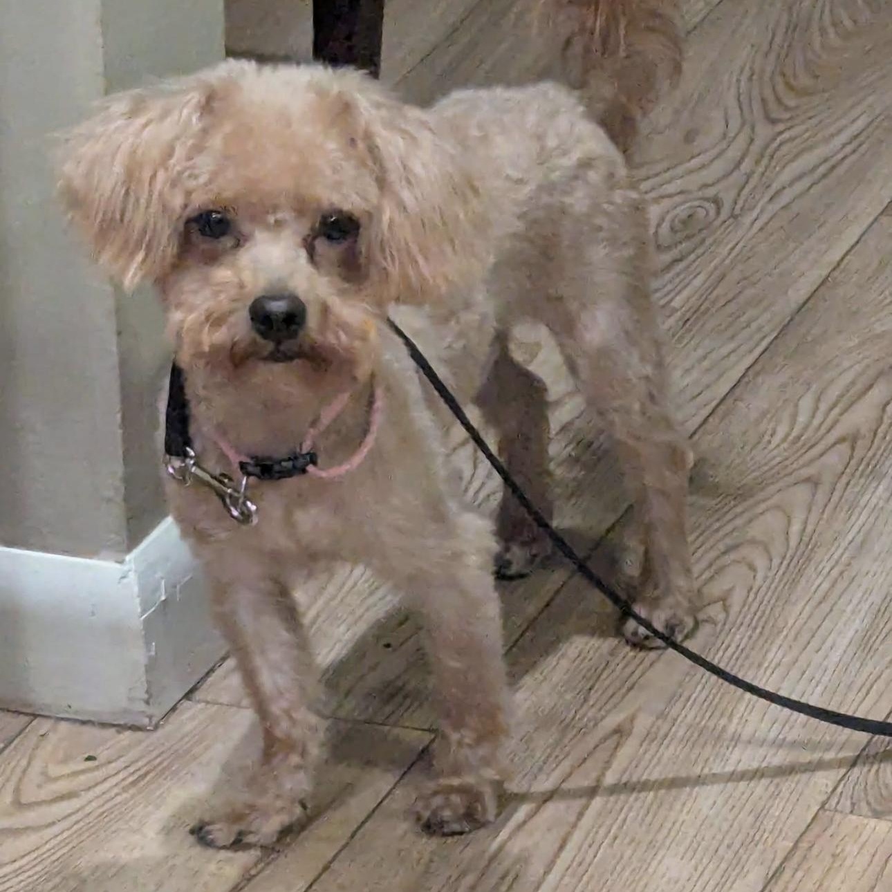 2157 Charlie, an adopted Poodle in Springfield, MO image 2/4