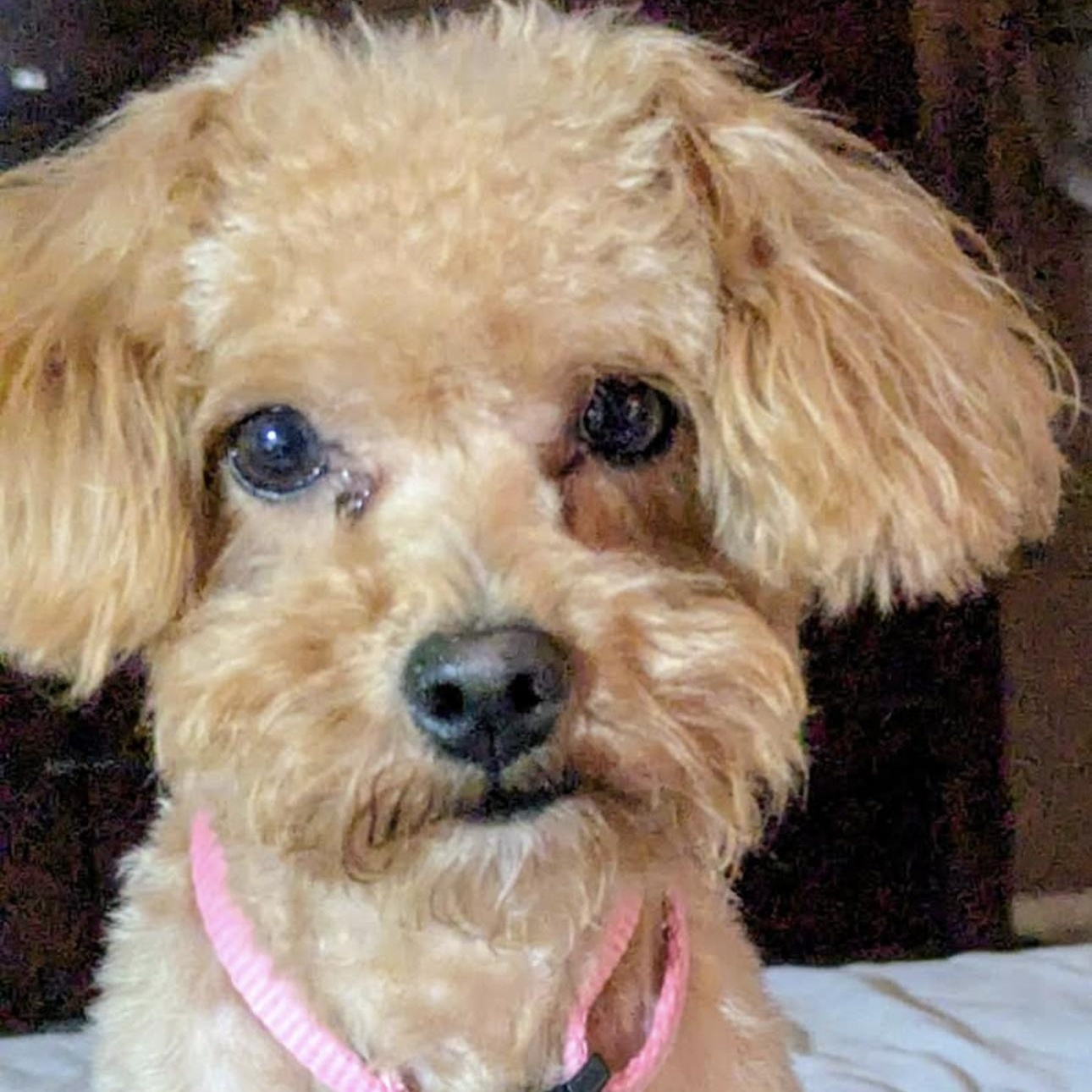 2157 Charlie, an adopted Poodle in Springfield, MO image 1/4