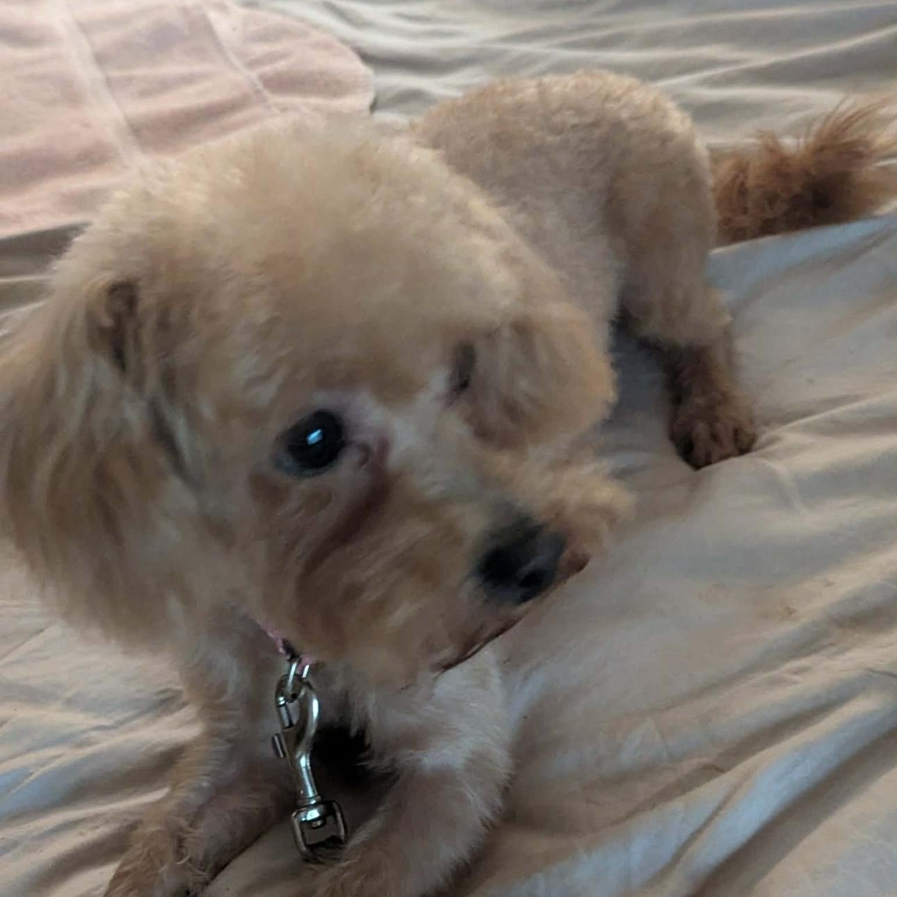2157 Charlie, an adopted Poodle in Springfield, MO image 3/4