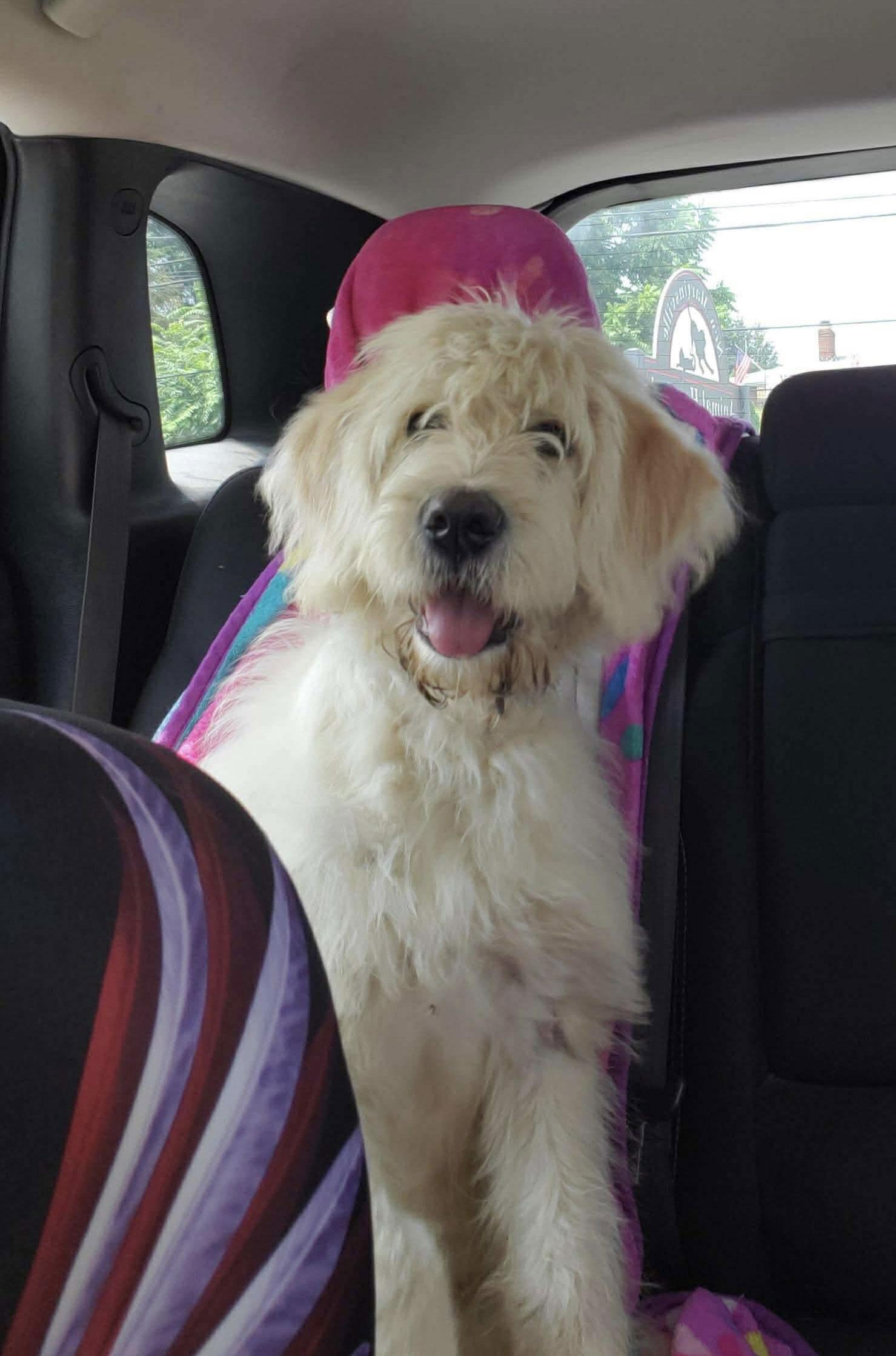 Chandler, Adoptable, Adult Male Anatolian Shepherd.