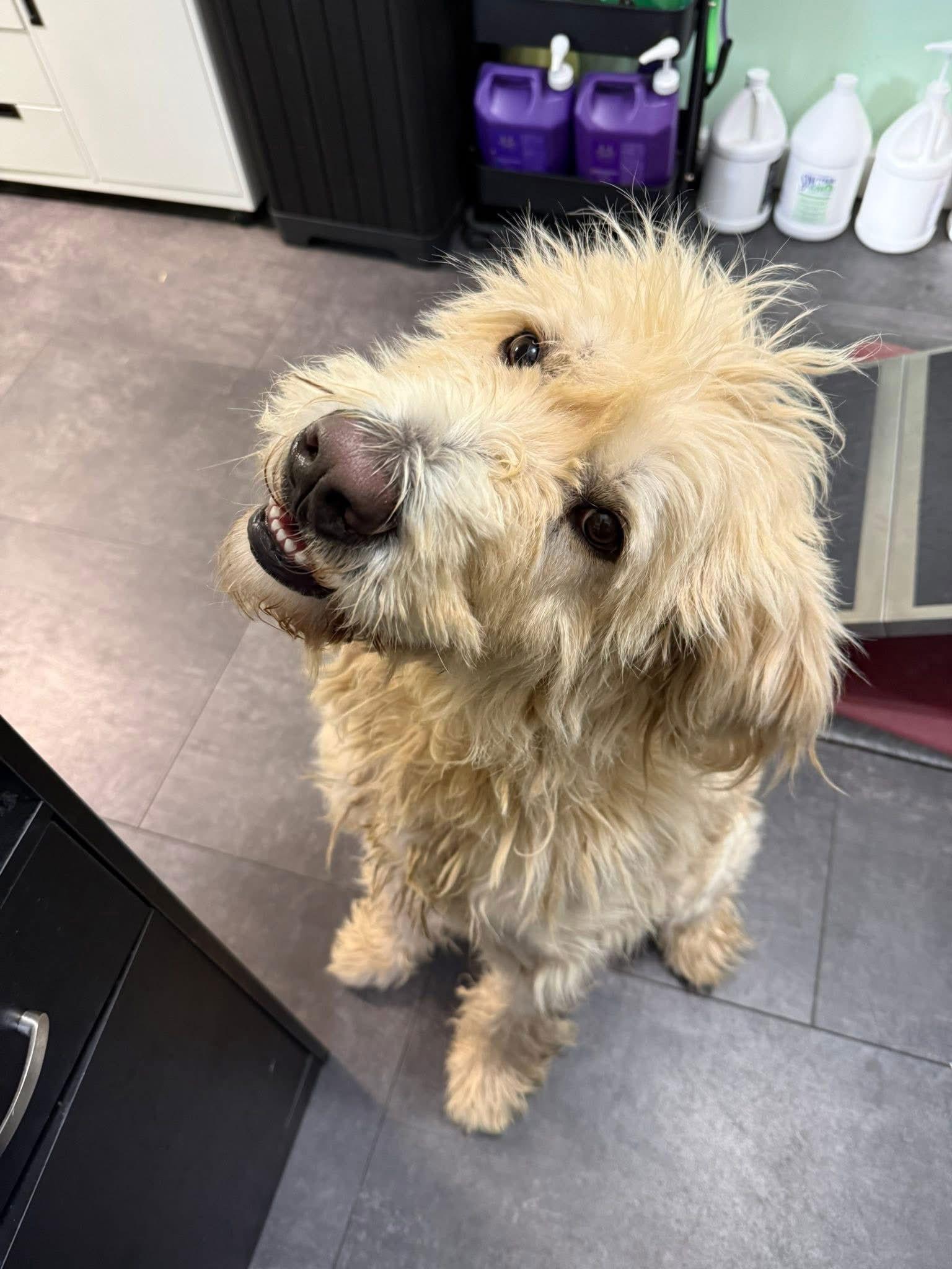 Enlarge Chandler, a Adoptable Anatolian Shepherd in New Martinsville, WV image 2/3