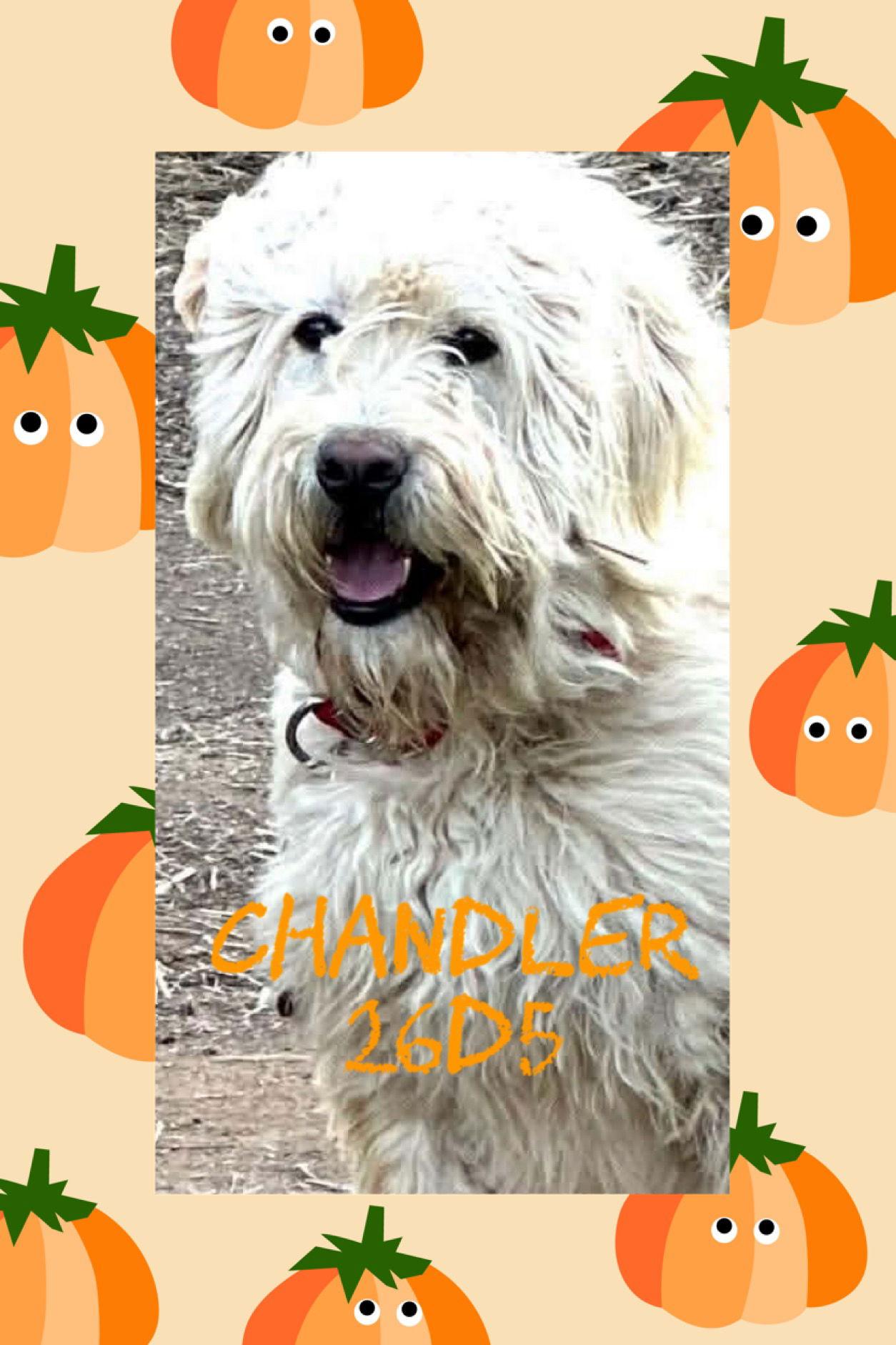 Enlarge Chandler, a Adoptable Anatolian Shepherd in New Martinsville, WV image 3/3