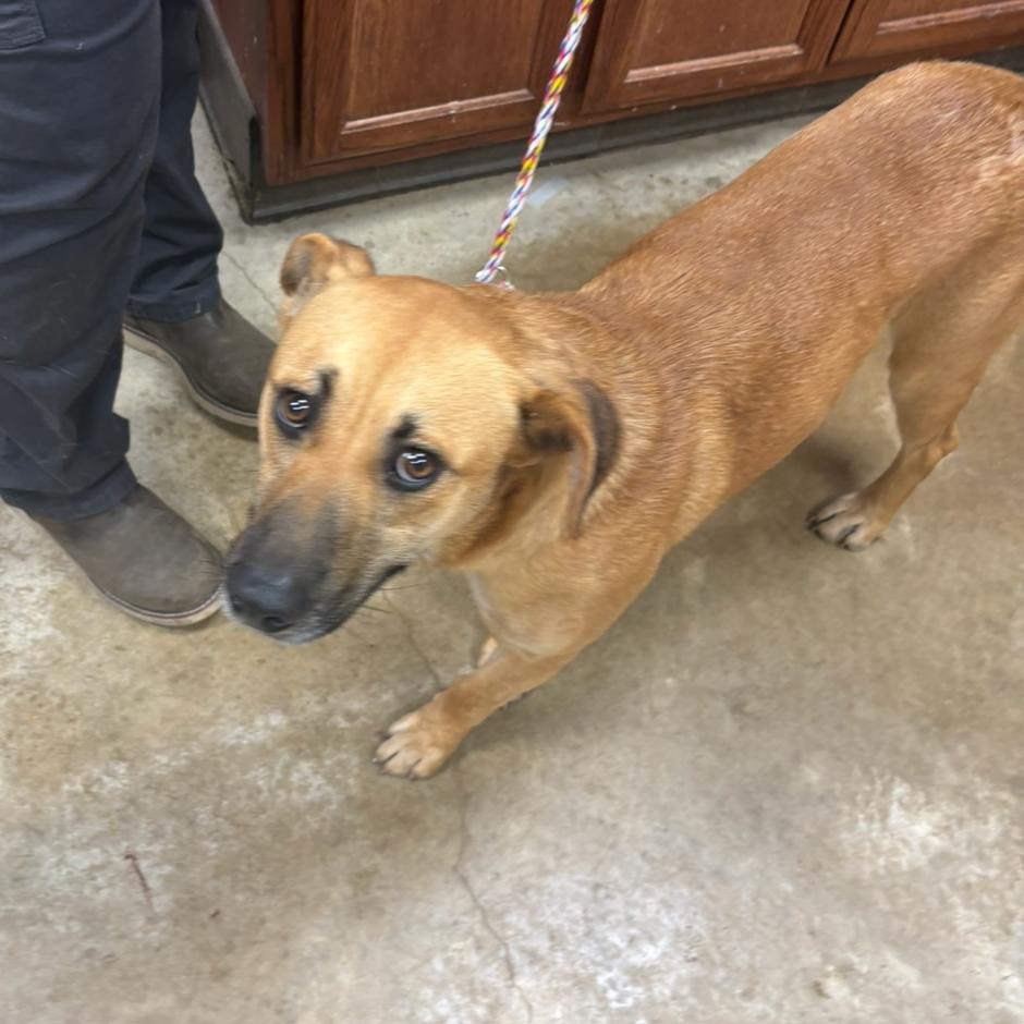 Nitro - 022603U, Adoptable, Young Male Shepherd.
