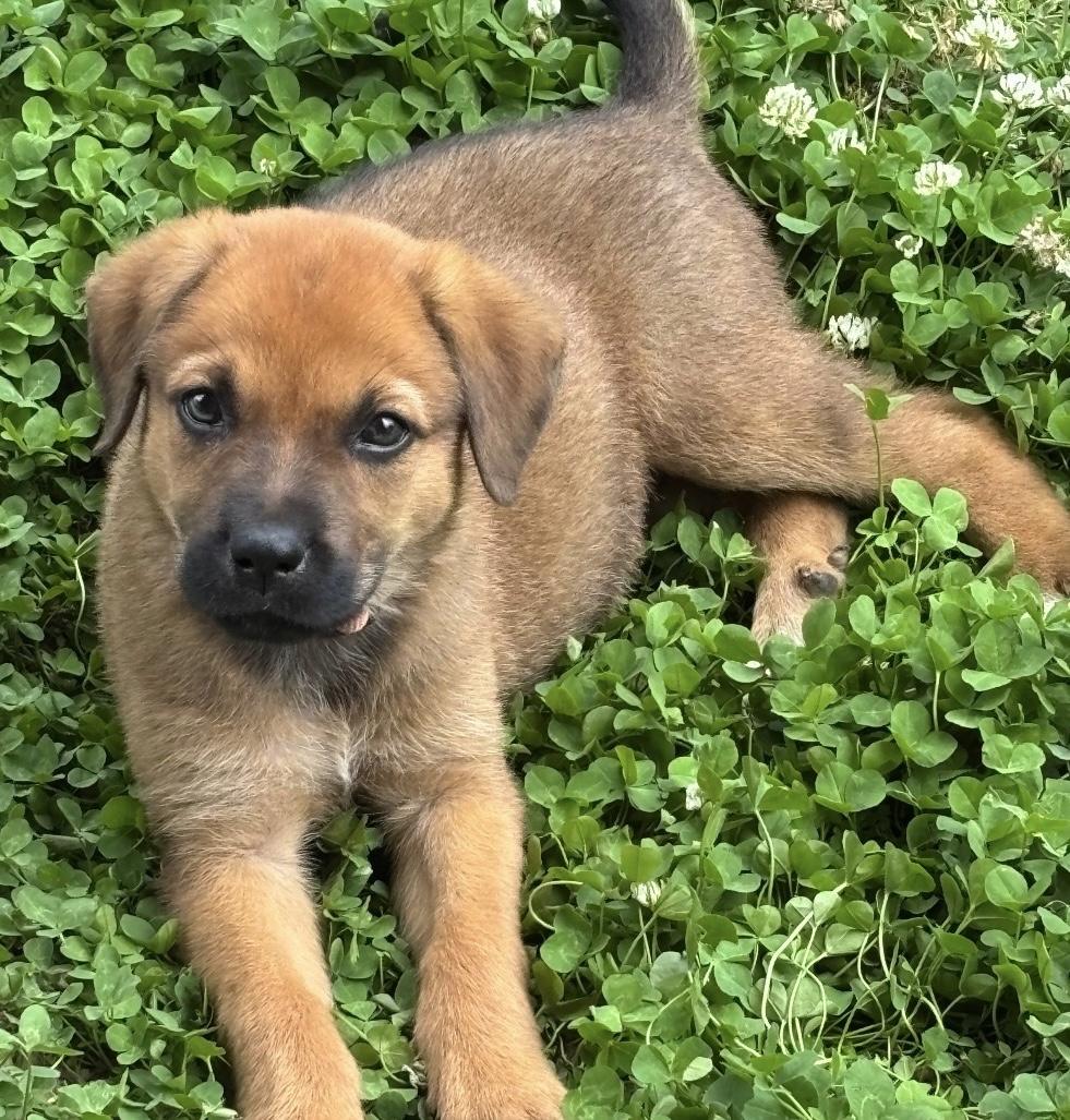 Logan, an adopted mixed breed in White Lake, MI image 2/6