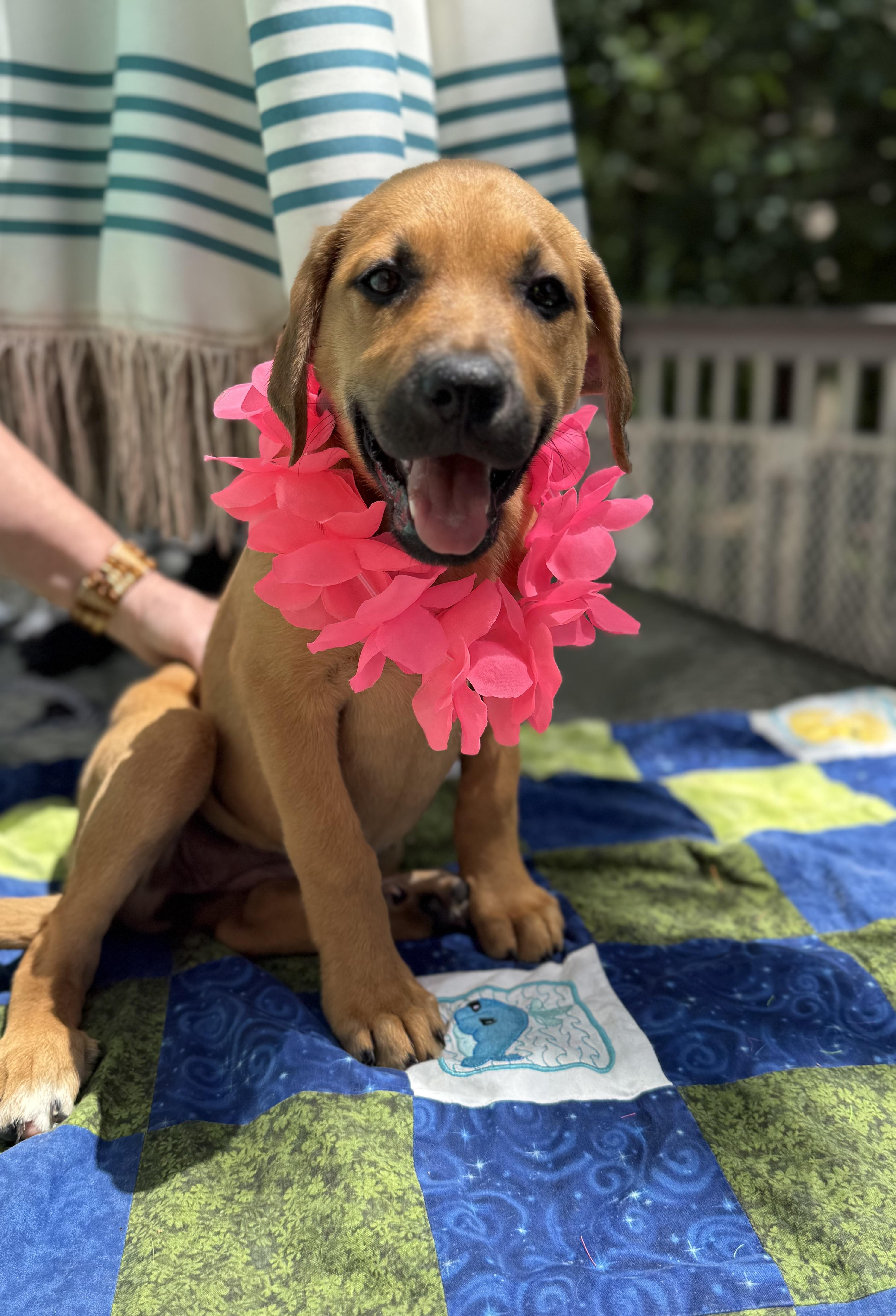 Logan, an adopted mixed breed in White Lake, MI image 4/6