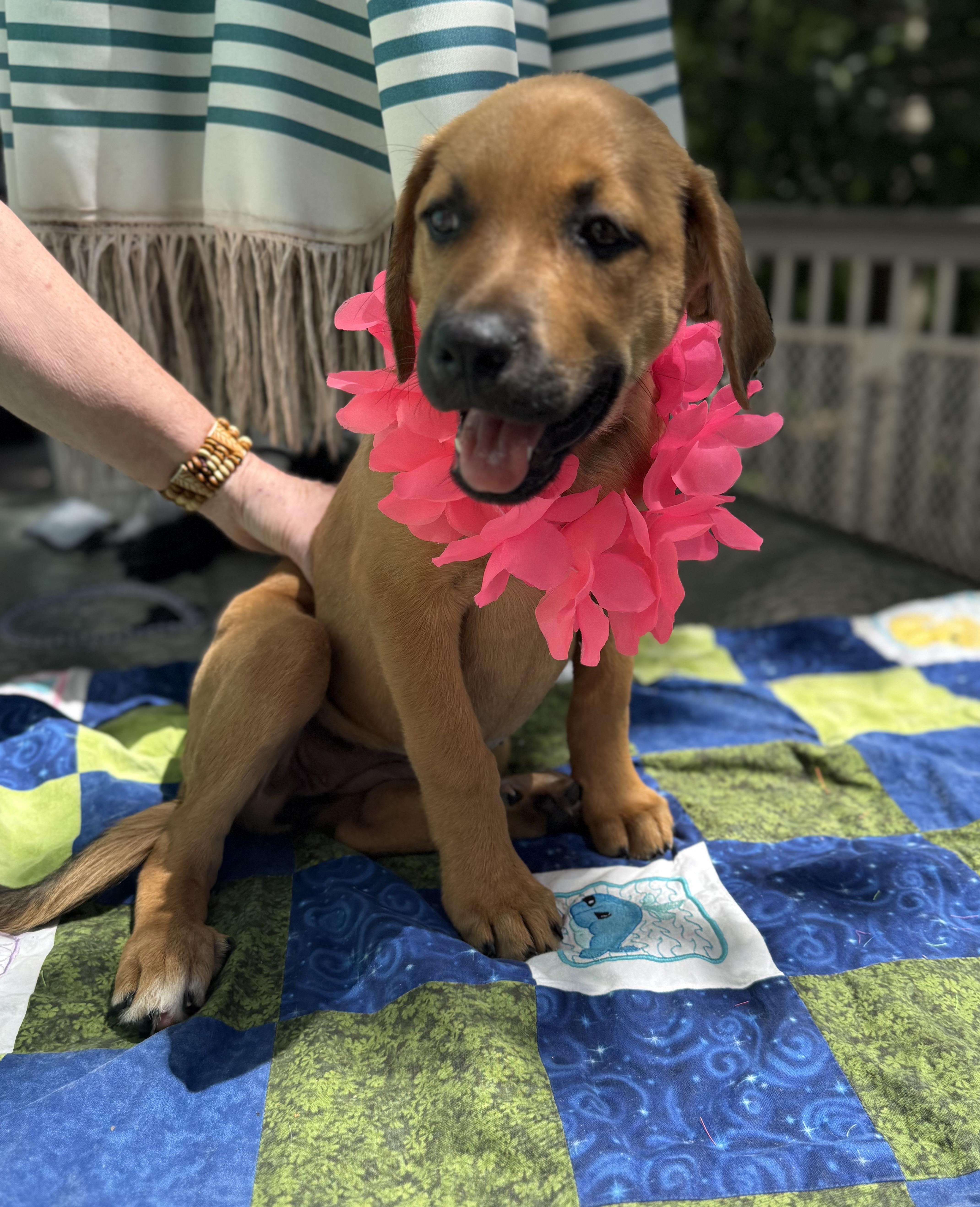 Logan, an adopted mixed breed in White Lake, MI image 5/6