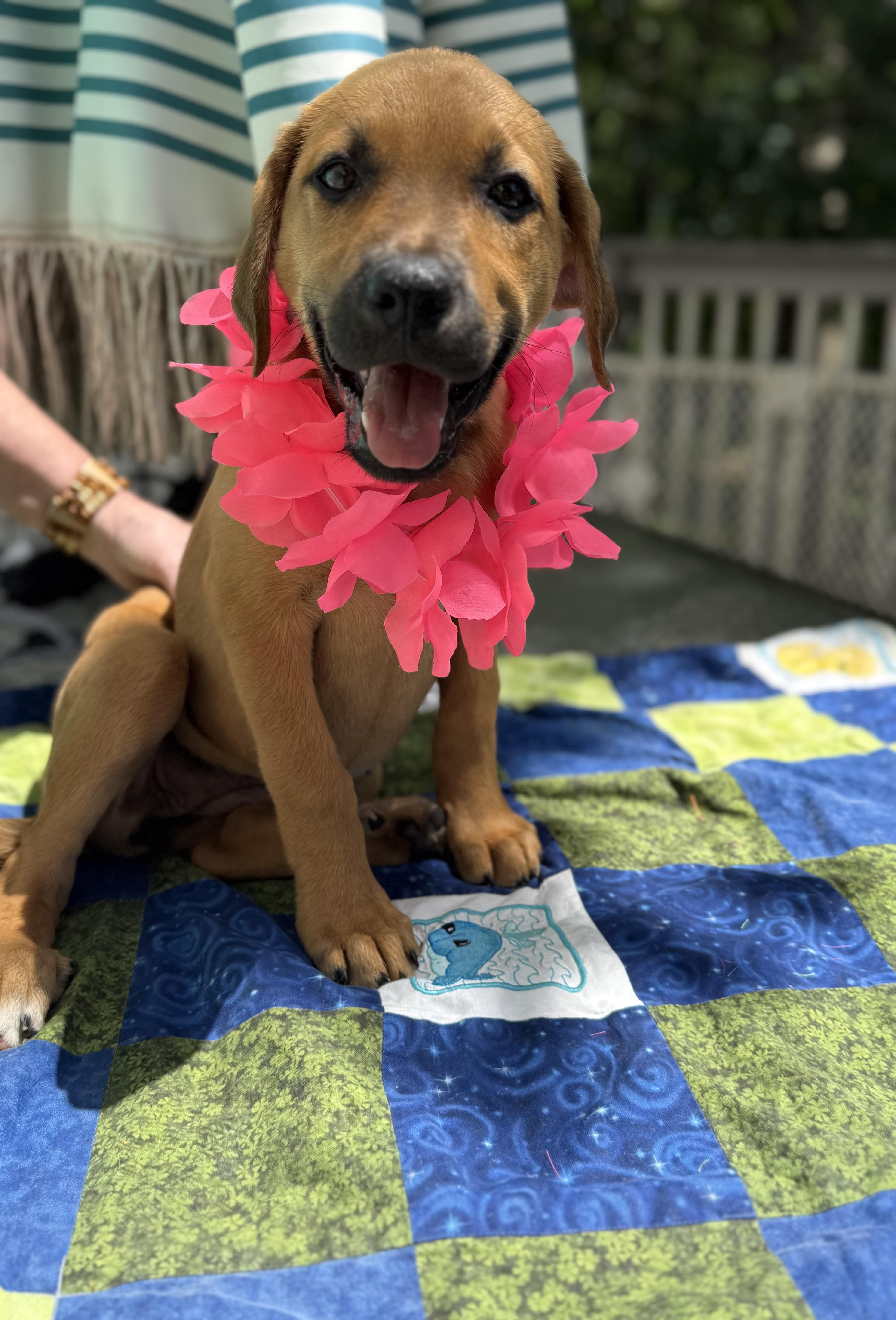 Logan, adopted, Puppy Female Labrador Retriever & Rhodesian Ridgeback.