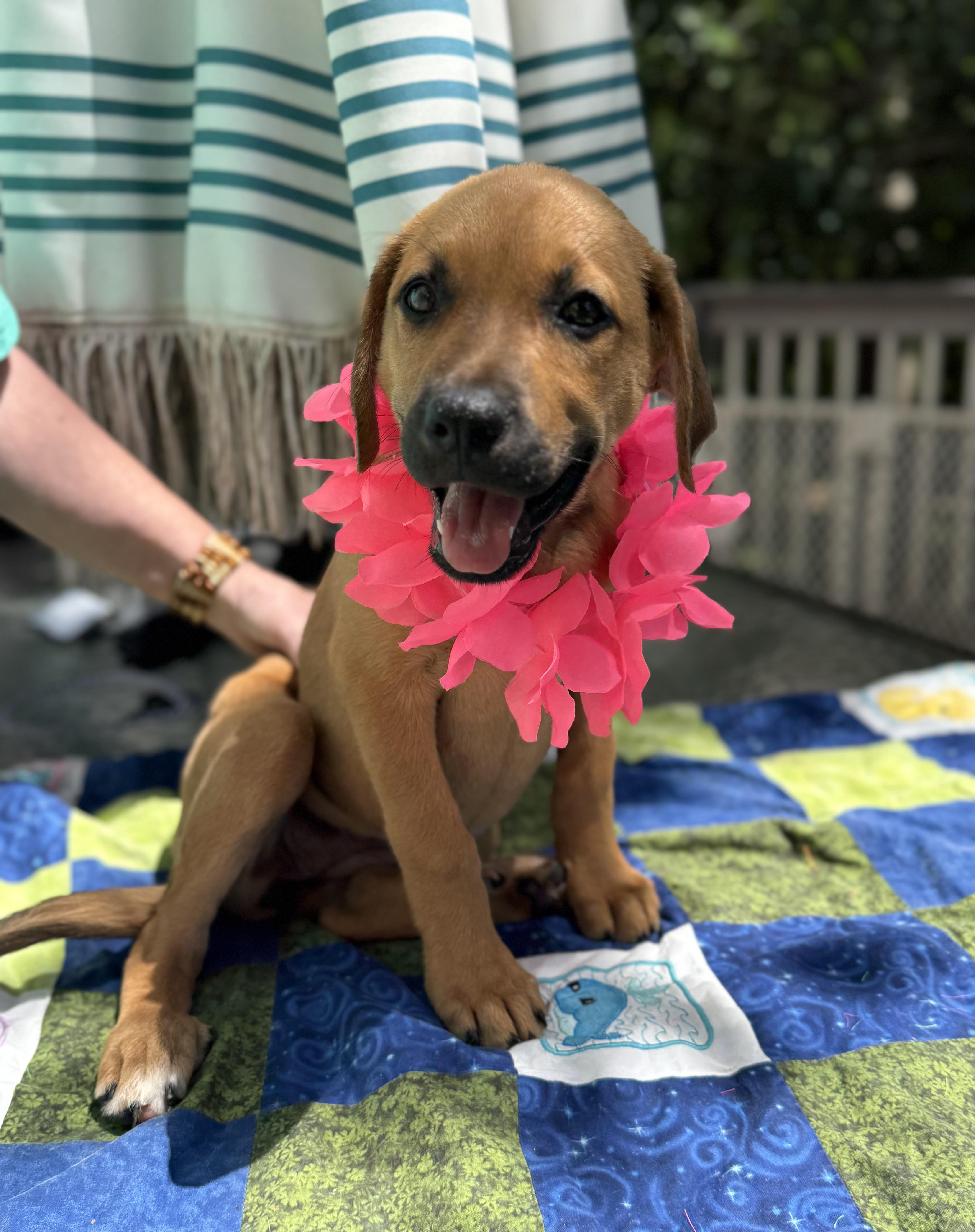 Logan, an adopted mixed breed in White Lake, MI image 3/6