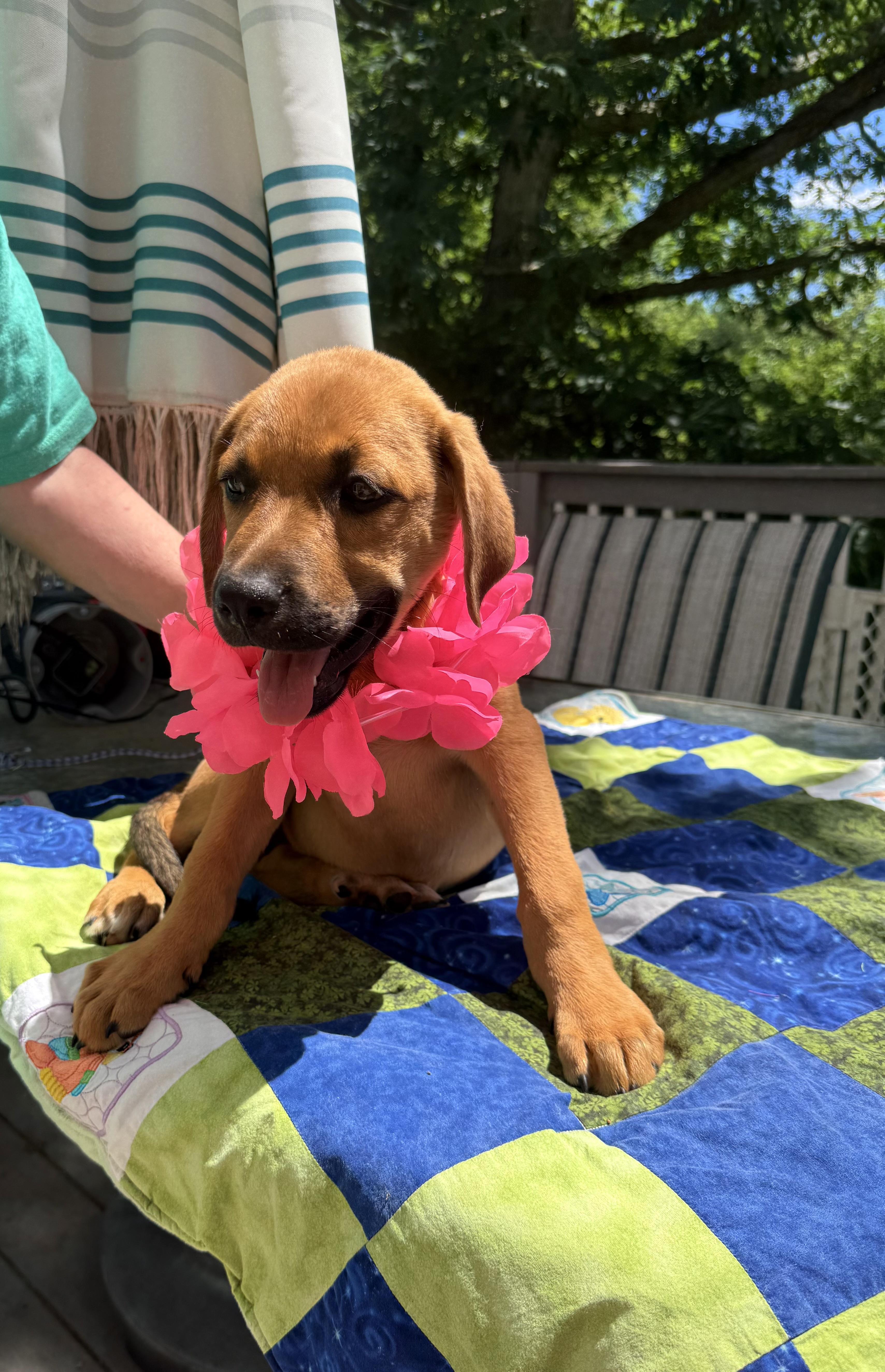 Logan, an adopted mixed breed in White Lake, MI image 6/6