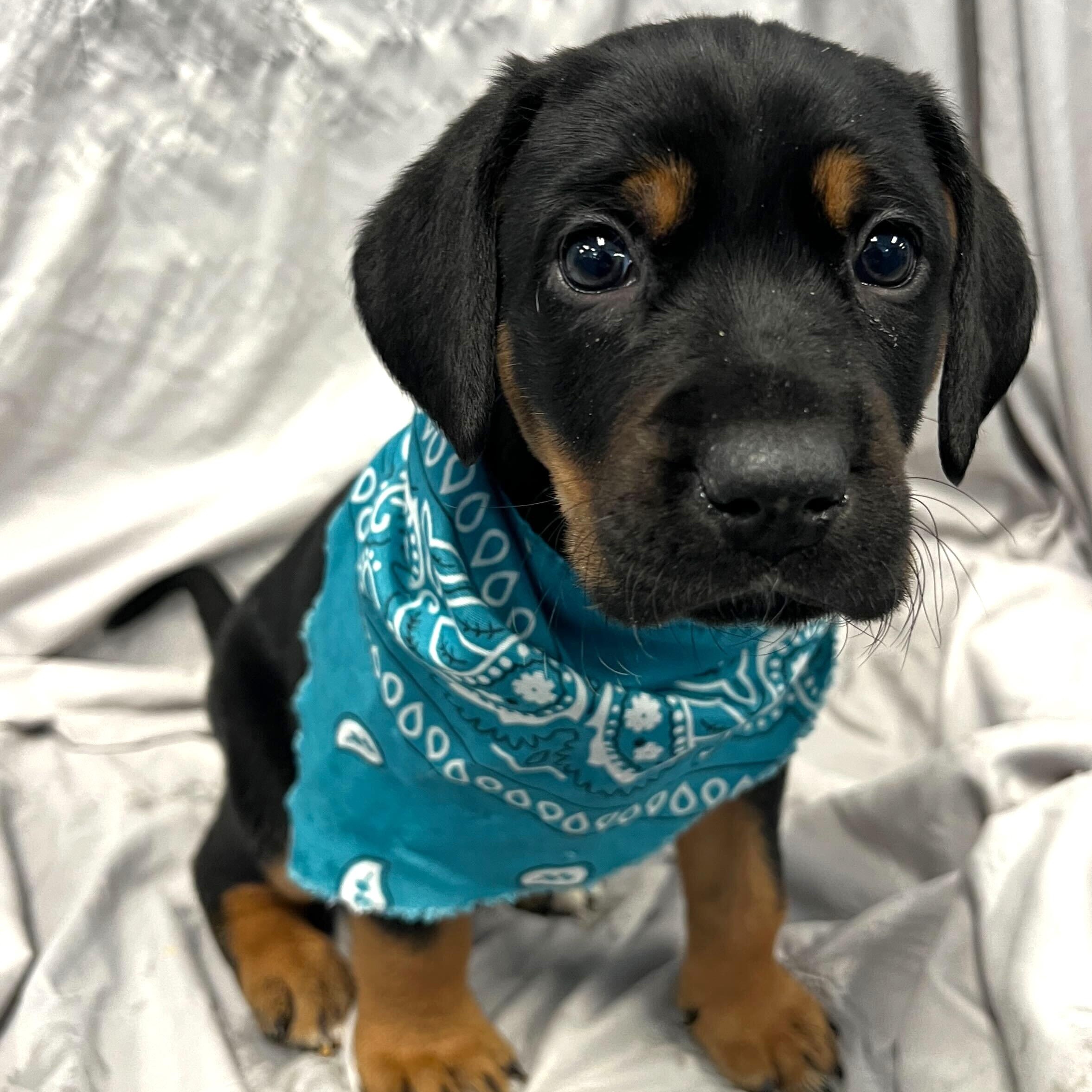 Triton, adopted, Puppy Male Mixed Breed.