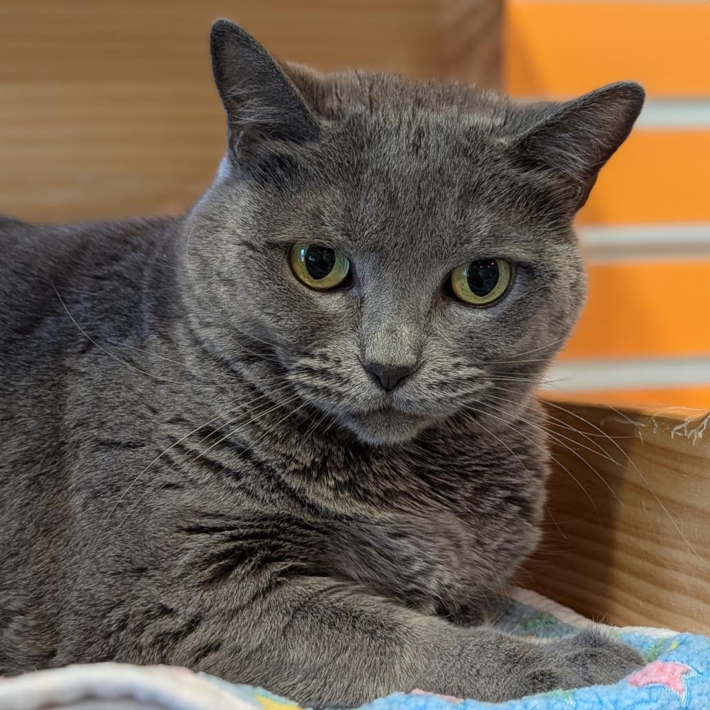 Bella, Adoptable, Senior Female Domestic Short Hair.