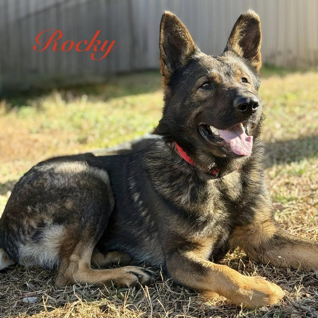 Rocky (26-025), Adoptable, Adult Male German Shepherd Dog.
